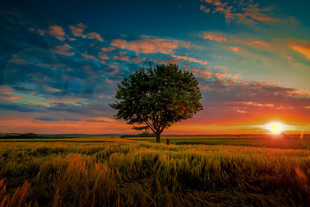 wide angle shot single tree growing clouded sky during sunset surrounded by grass