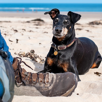 Bongo the Manchester Terrier