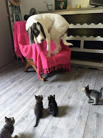 Gatos dominando a los perros