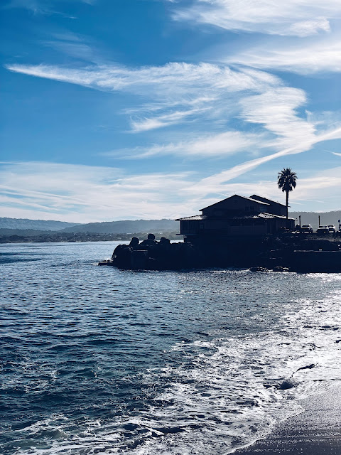 Ocean Palm Tree Monterey California