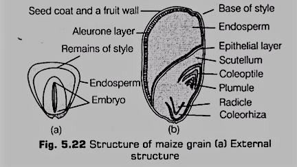 Structure of Monocotyledonous Seed