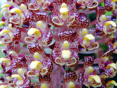 Bulbophyllum beccarii - Beccari's Bulbophyllum care