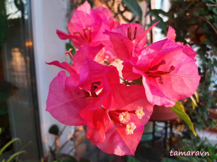 Бугенвиллия (Bougainvillea)