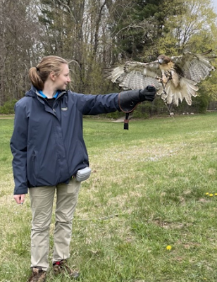 a red tailed hawk landing on a gloved hand