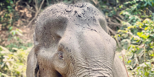 How do elephants use their trunks?