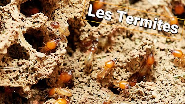 Le traitement des termites avant ou après construction des bâtiments