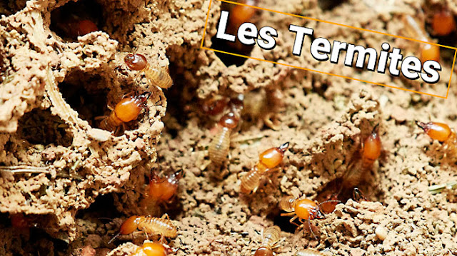 Termites souterrains