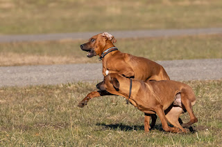 Zwei Rhodesien Ridgeback in wildem Spiel