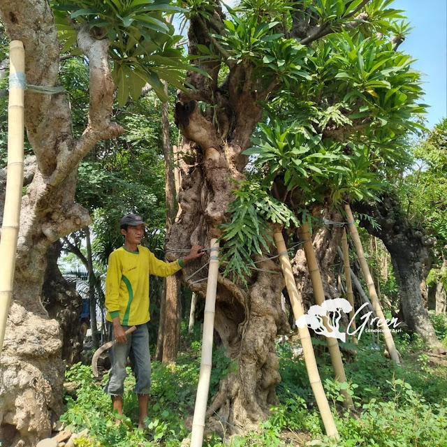 Jual Pohon Kamboja Fosil di Sragen | Harga Pohon Kamboja Fosil Langsung Dari Petani