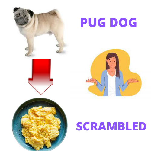 can pugs eat scrambled eggs- All Secrets Of Pug dog