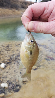 Shannon Tidwell, Redbreast Sunfish, Fly Fishing for sunfish, The BIG Year TFFF, Fly Fishing Big Year, Fly Fishing Texas, Texas Fly Fishing