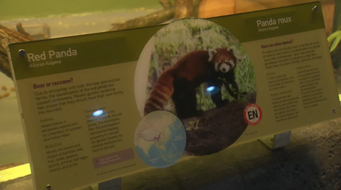 Assiniboine Park Zoo celebra el Fin de Semana del Panda Rojo