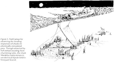 Figure 3 from Kalmijn, A. J. (1977) Oceanus 20:45–52.