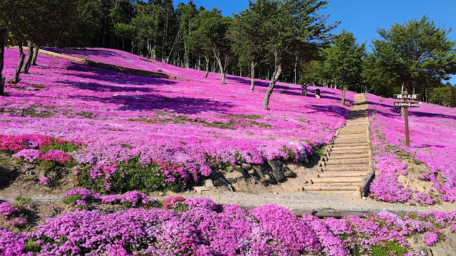 北海道 道北 芝ざくら滝上公園 芝桜