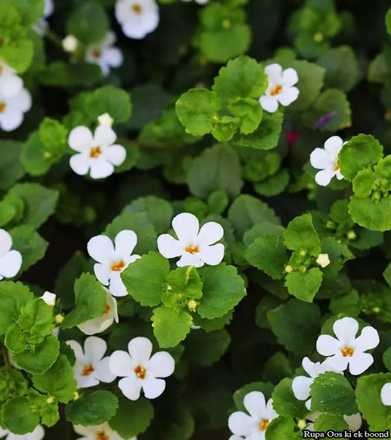 ब्राह्मी । Brahmi । Bacopa monniera