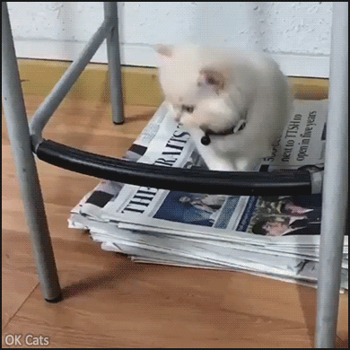 Funny Kitten GIF • Cute kitty tries to do pull ups on chair but fails, haha poor baby [gif-ok-cats.com]