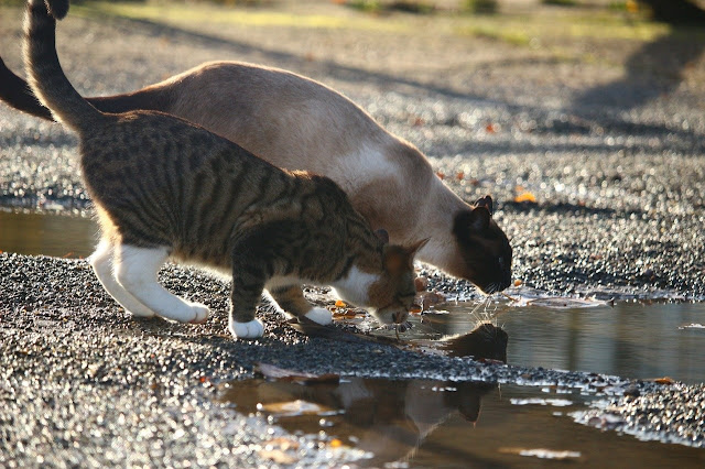 Cats drinking water