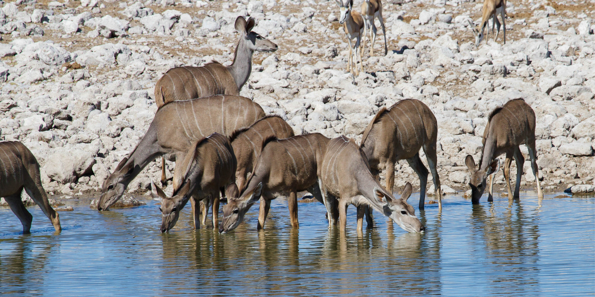 Greater kudu drinking water