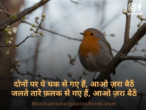Slogan On Birds In Hindi