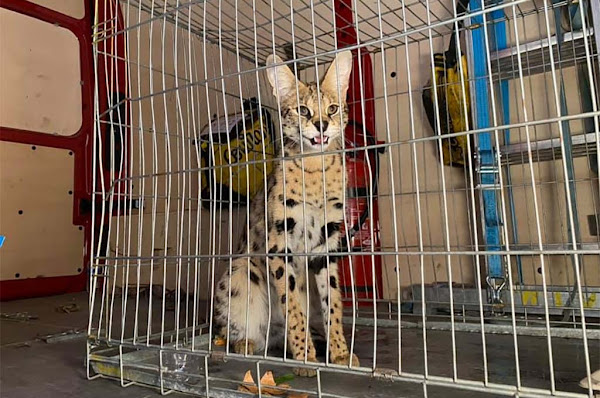 Gard (30) : Les pompiers capturent un serval qui errait dans les rues de Nîmes