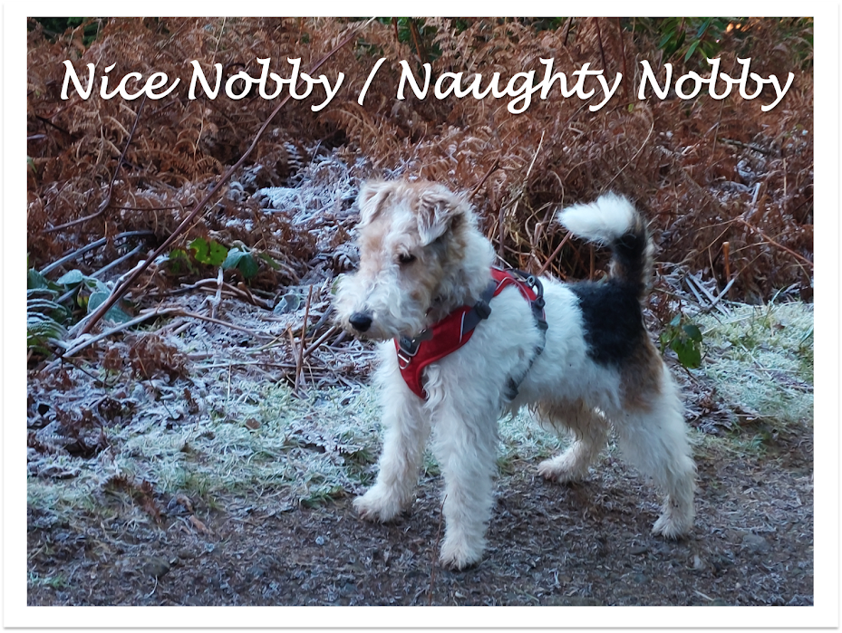 Nice Nobby / Naughty Nobby 
