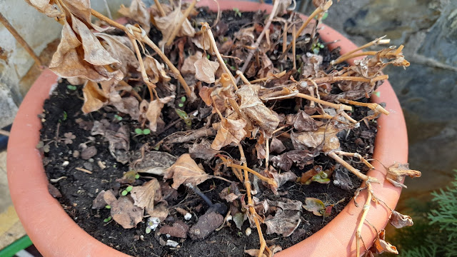 Cuaderno de campo de una Jardinera día nº 5: "Limpieza invernal en vivaces".