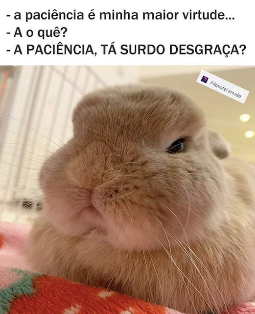 150 memes fofos de animais para você ter na manga