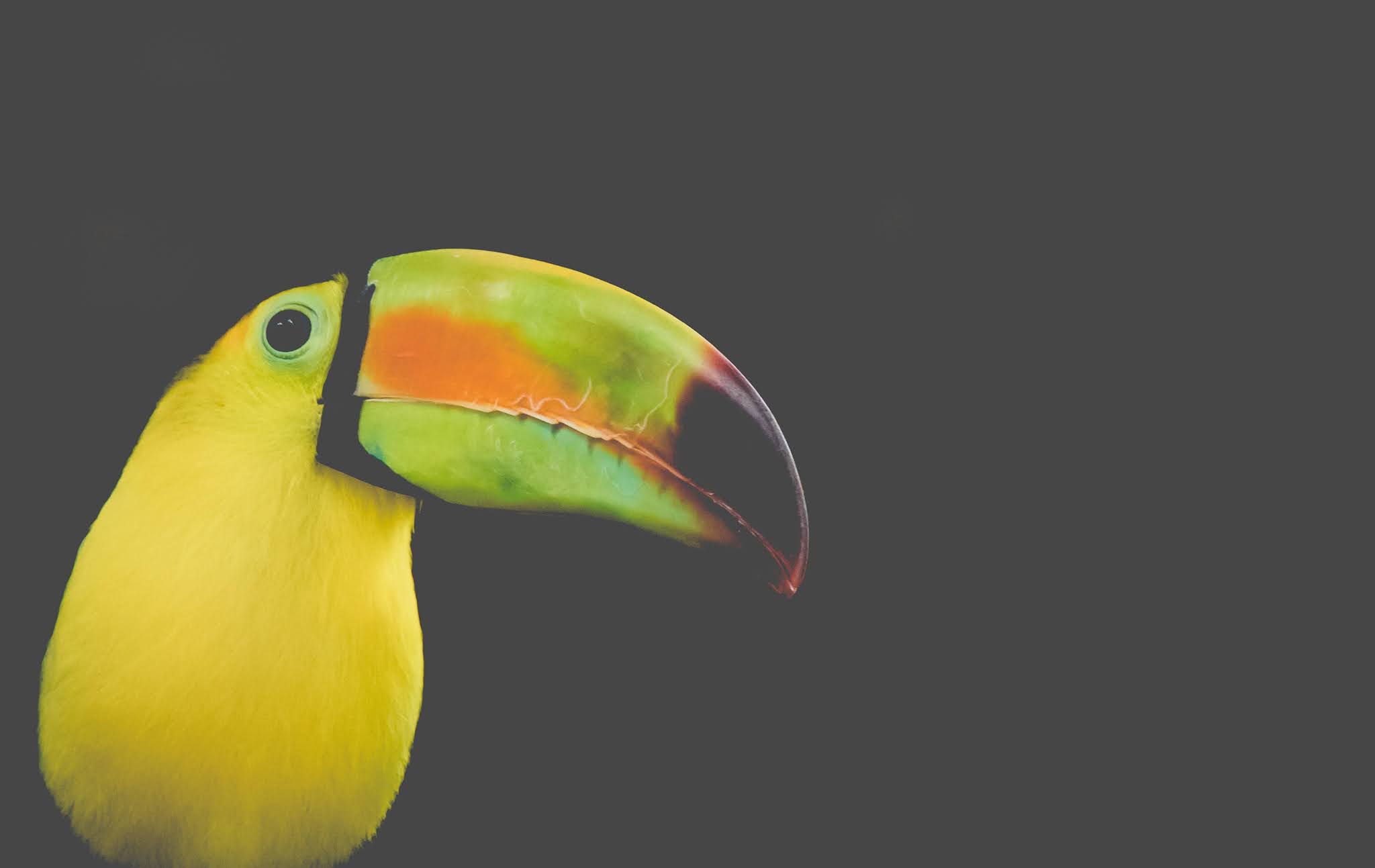 The Keel-billed Toucan: The National Bird Of Belize