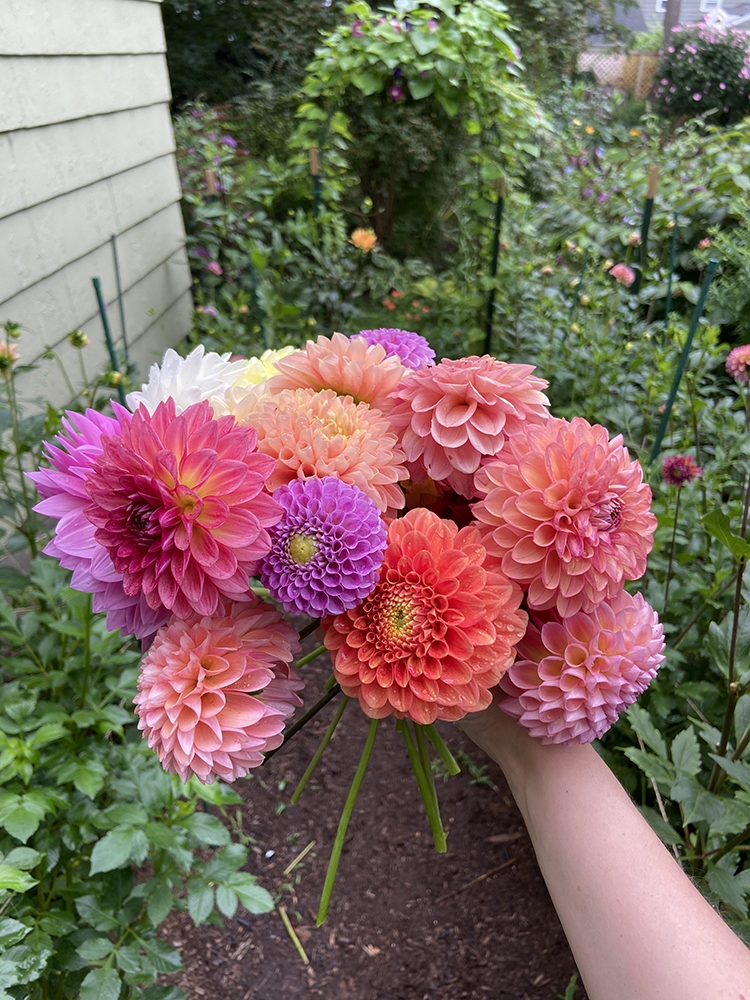 dahlia-bunch