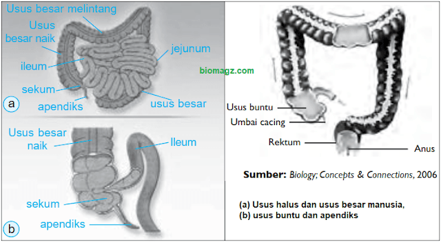 Gambar Usus Besar dan Bagian-Bagiannya