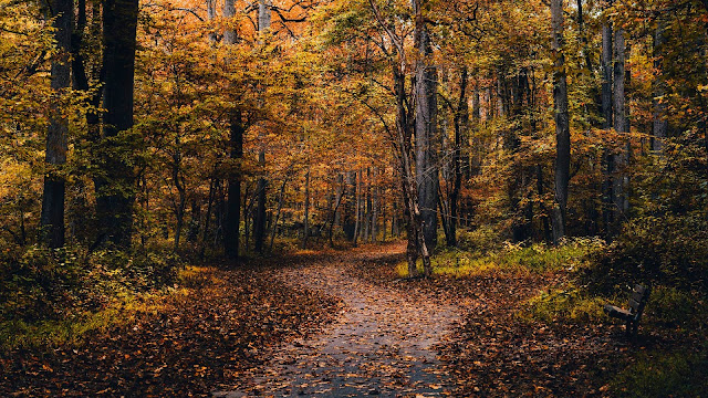 Park tree wallpaper and fallen autumn leaves.