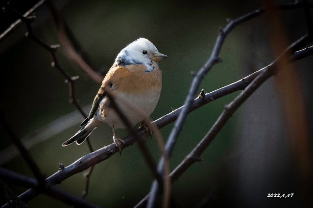 宮城の野鳥