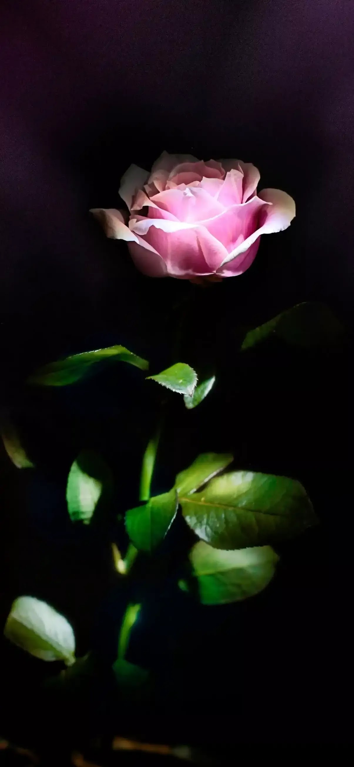 Black pink rose wallpaper for iPhone mobile