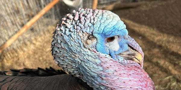 What is a turkey's natural habitat?