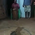 SAPINHO NA RODA DE CANDOMBLÉ