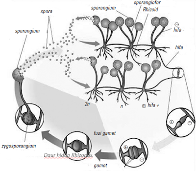 rangkuman-biologi-kelas-10-jamur-fungi