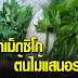 คะน้าเม็กซิโก หรือ ผักไชยา ผักบ้านๆ ทานอร่อย ประโยชน์มหาศาล