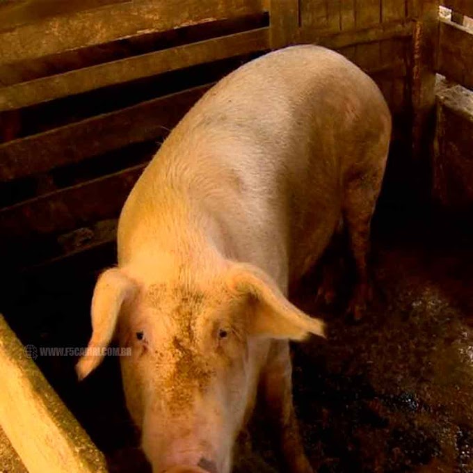  Foco de peste suína clássica é registrado em Marco, no interior do Ceará