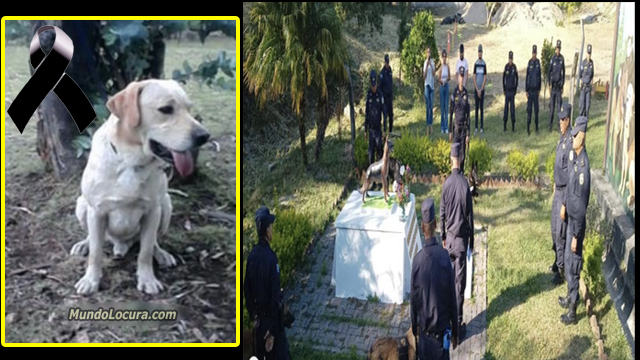 El Salvador: Él era «Jerry», agente canino que fue enterrado tras perder la vida