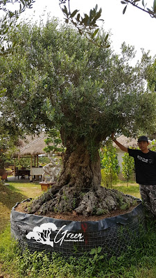 Jual Tanaman Hias Olive Tree (Pohon Zaitun) di Tangerang