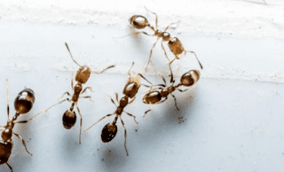 Cara Aman Mengusir Semut di Rumah