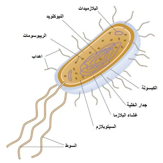 البكتيريا | انواعها , التركيب , الخصائص واين تعيش