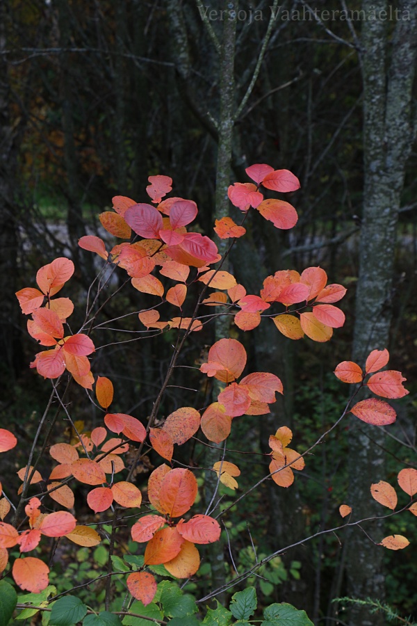 Parhaimpia ruskakasveja Vaahteramaella, Versoja Vaahteramaella