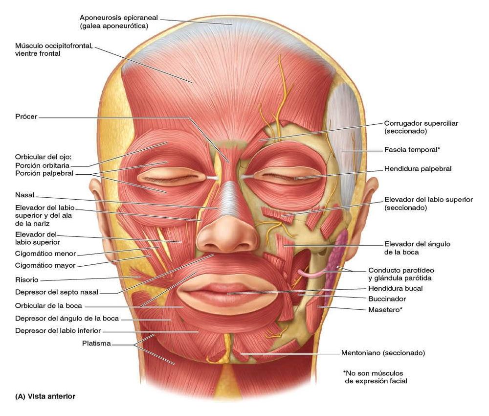 Anatomía Humana