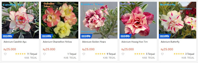 beli adenium lokal di shopee gunadi20 tegal