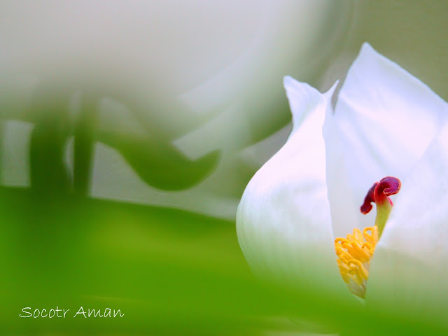 Paeonia japonica