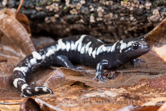 Marbled Salamander Ohio