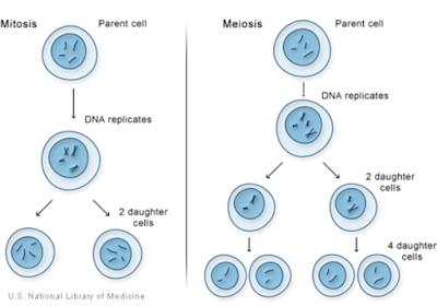 Mitosis dan meiosis, dua jenis pembelahan sel