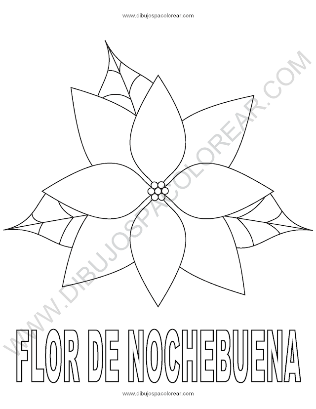 Dibujo para colorear de flor de nochebuena, flor de pascua, estrella federal, Euphorbia Pulcherrima, Pastora, Poinsetia