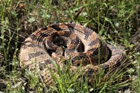Rattlesnake Dream Biblical Meaning
